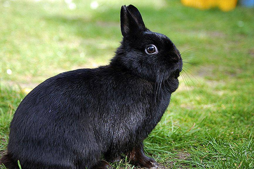 Голландские кролики: появление, описание, особенности содержания породы