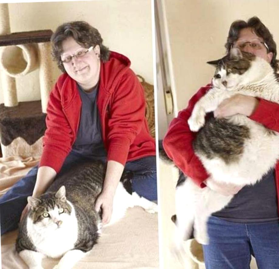 Толстого кота в мире. Кот химми 21 кг. Самый толстый кот в мире. Самый жирный кот. Самая толстая кошка в мире.