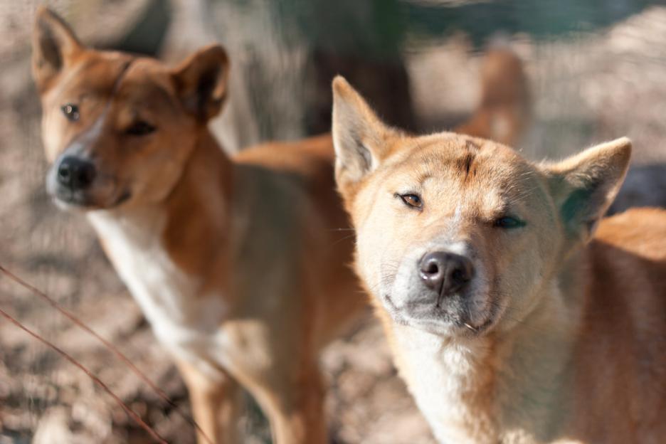 Собака новогвинейская поющая — canis lupus hallstromi