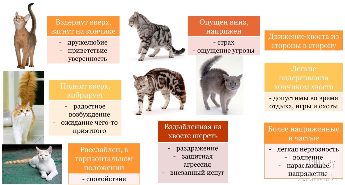 Почему кошки виляют хвостом или как понять своего питомца | ваши питомцы