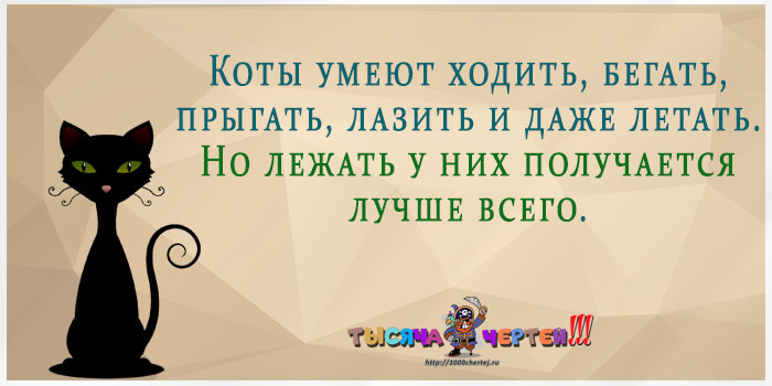 Цитаты про кошек и котов со смыслом | смешные, со смыслом