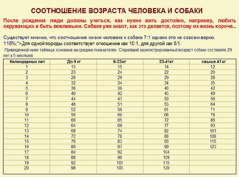 Соотношение возраста собаки и человека