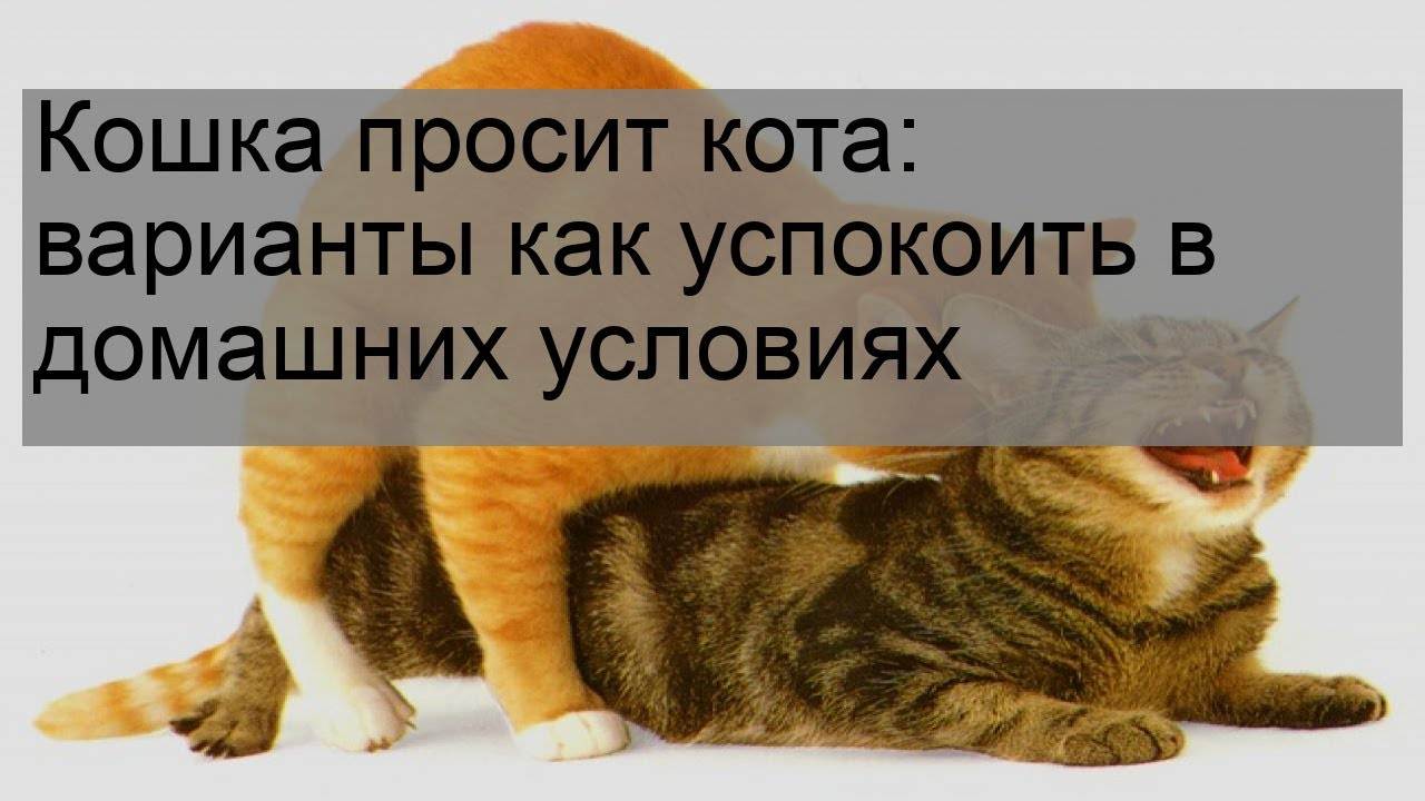 Как успокоить кошку во время течки
