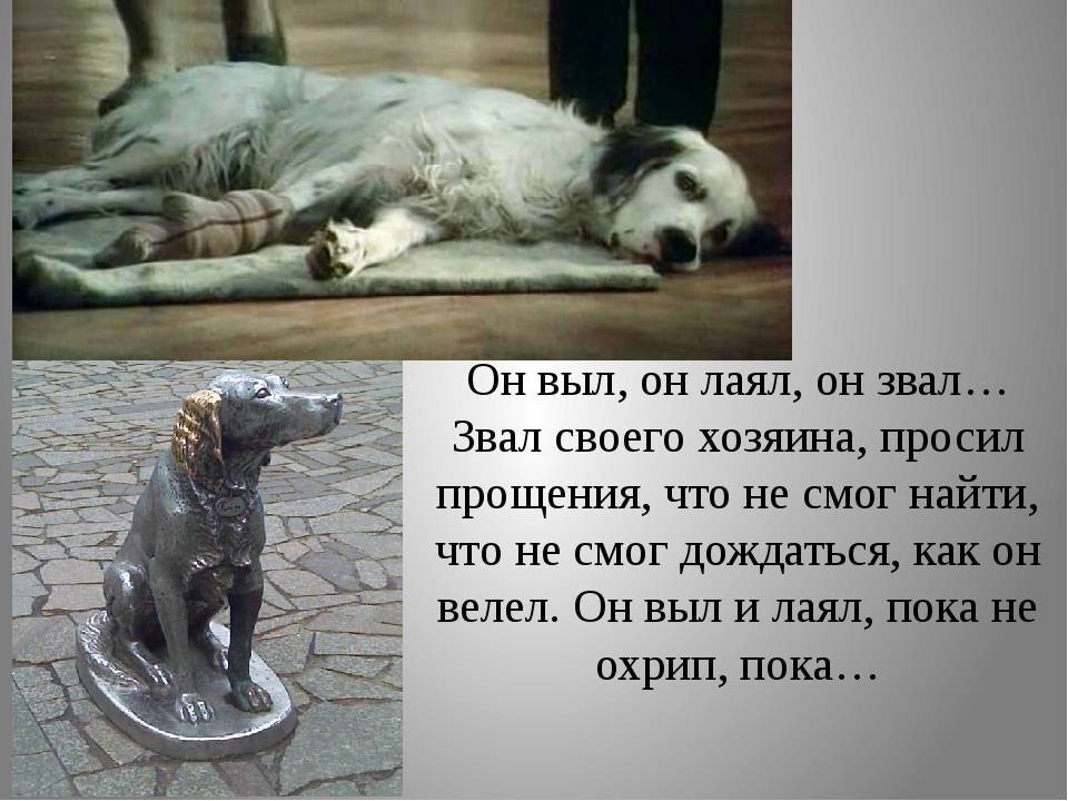 Как отучить собаку выть и скулить: способы