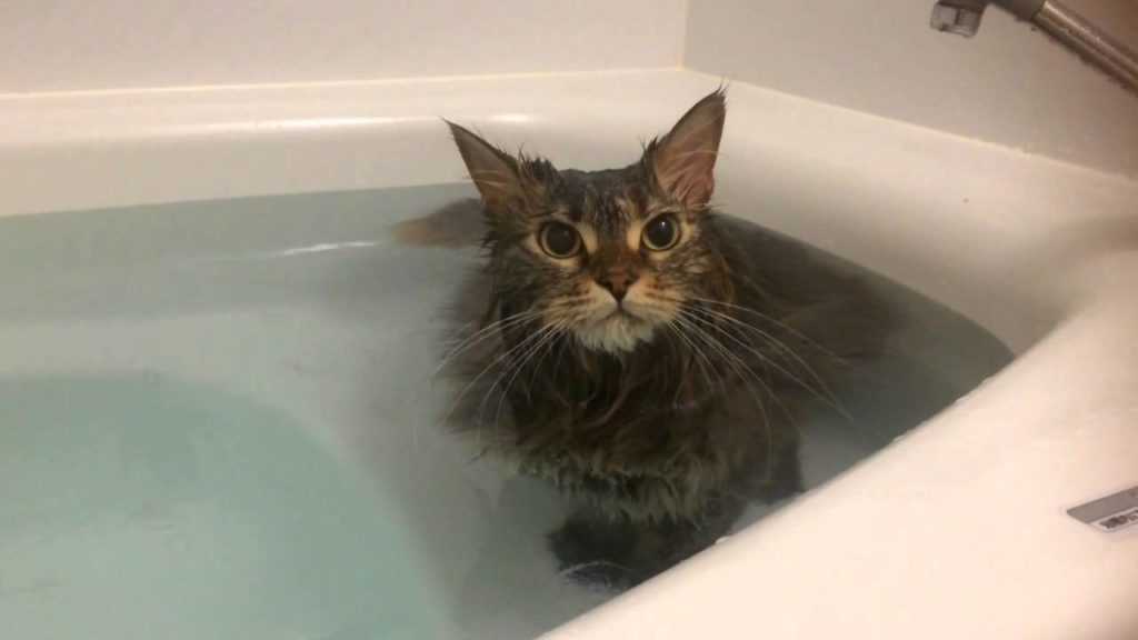 5 пород кошек, которые обожают принимать ванну