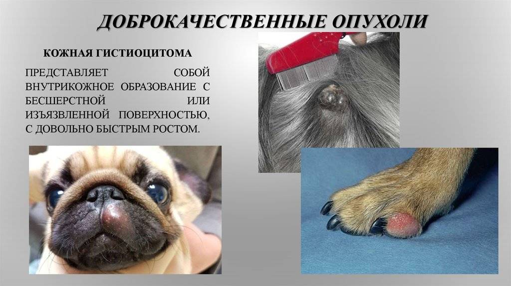 Гистиоцитома у собак и щенков: фото, причины и лечение кожной или злокачественной фиброзной опухоли. надо ли делать операцию по удалению на лапе или ухе?