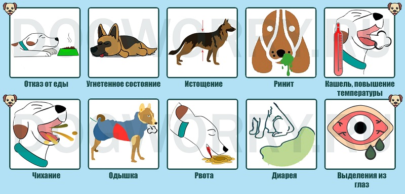 От чего появляется насморк у собаки — лечение