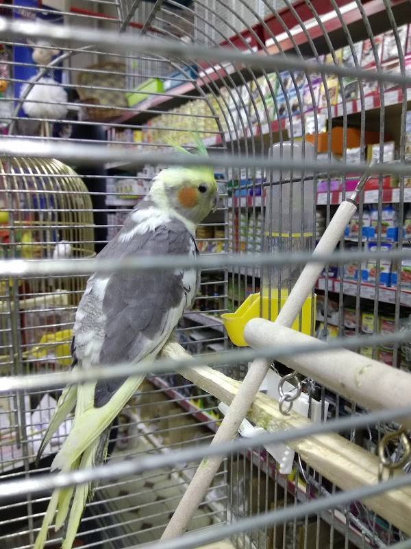 Сколько стоит попугай какаду в россии и за рубежом