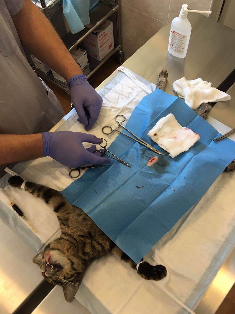 Скольки месяцев можно стерилизовать кошку. Лапароскопическая биовариумгистерэктомия. Стерилизация кошки - овариогистерэктомия. Лапароскопическая овариогистерэктомия. Операция у кота уретростомия.
