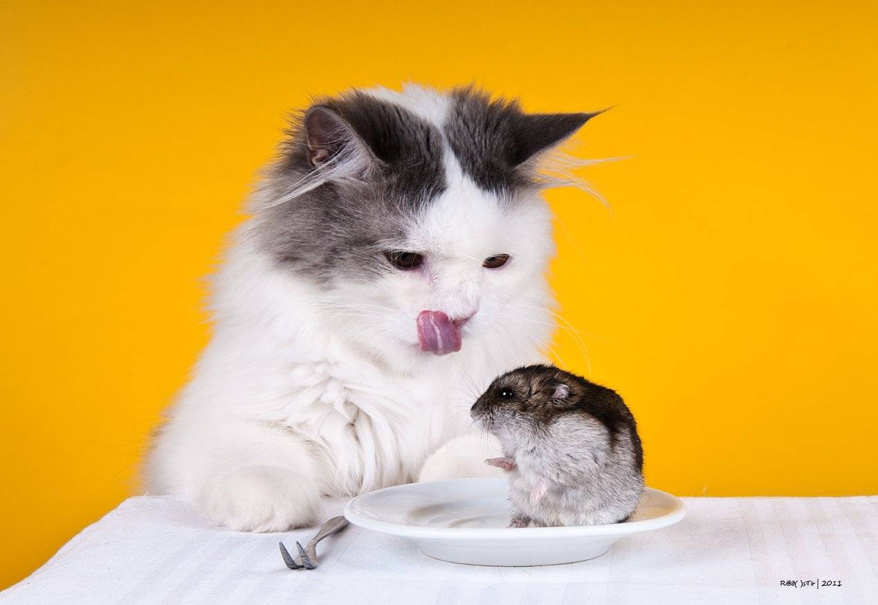 Может ли кошка съесть хомяка джунгарика целиком