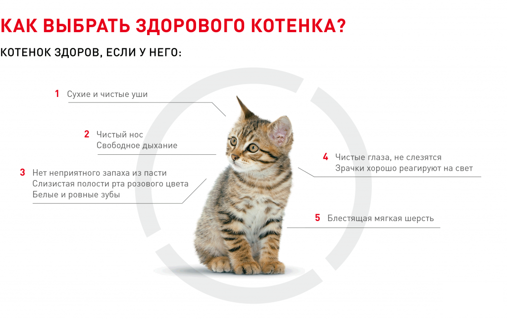 Котят отлучают от кошки в возрасте. Возраст котенка. Определить Возраст котенка. Как можно понять Возраст котенка. Как правильно выбрать котенка.