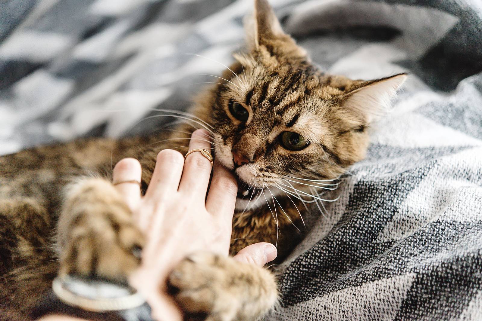 Почему котенок кусается и царапается