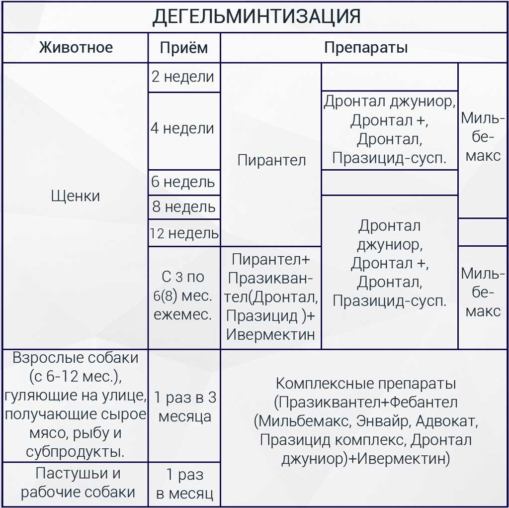 Почему перед прививкой надо глистогонить собаку | ваши питомцы