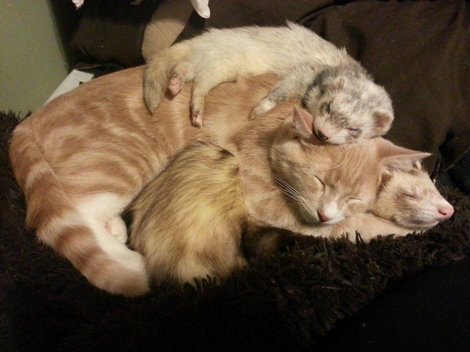Уживется ли хорек с кошкой или собакой