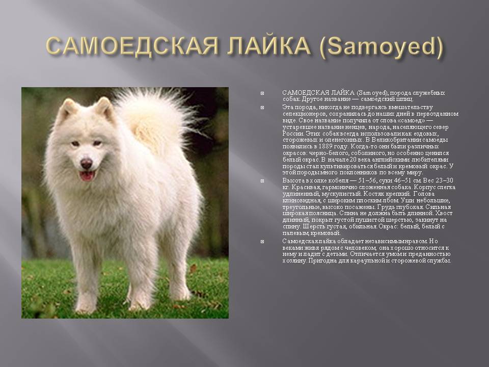 Самоед — порода собак