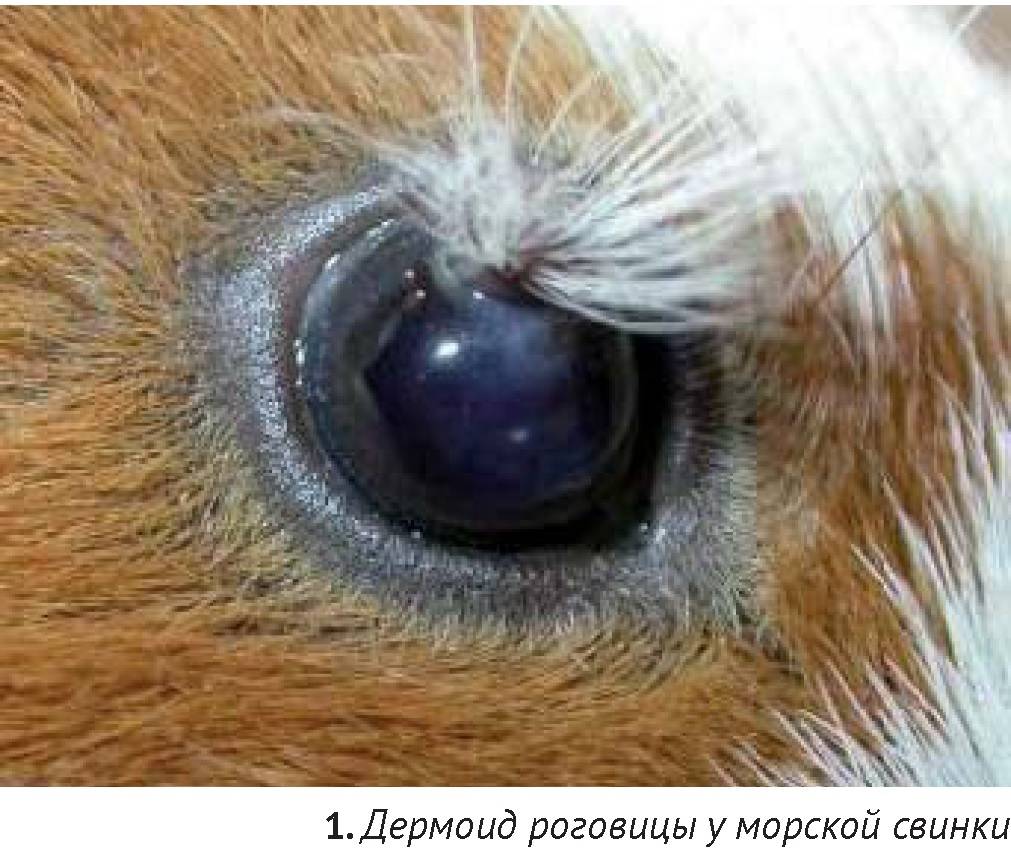 Синдром «красного глаза» — сага-оптика