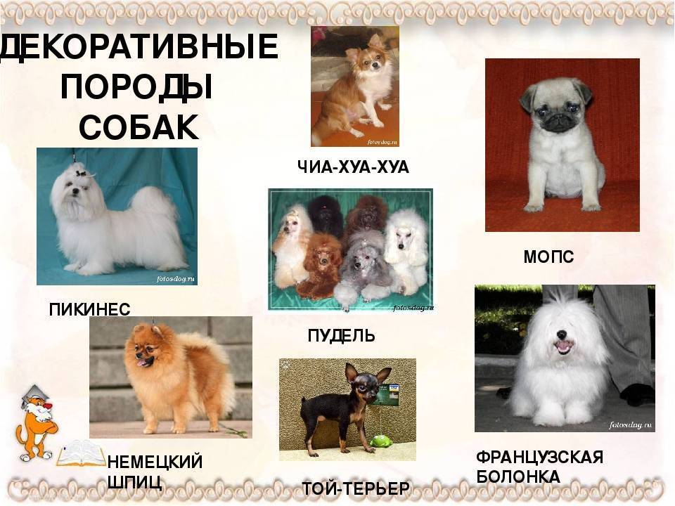 Маленькие породы собак - фото и названия, каталог декоративных собак