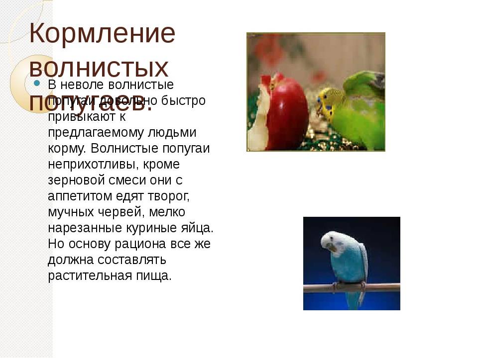 Чем кормить кореллу?