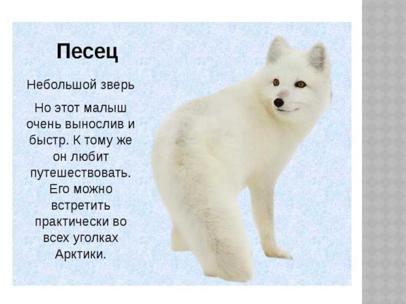 Текст песца. Песец доклад. Рассказ о Песце. Песец презентация. Доклад о животном писец.