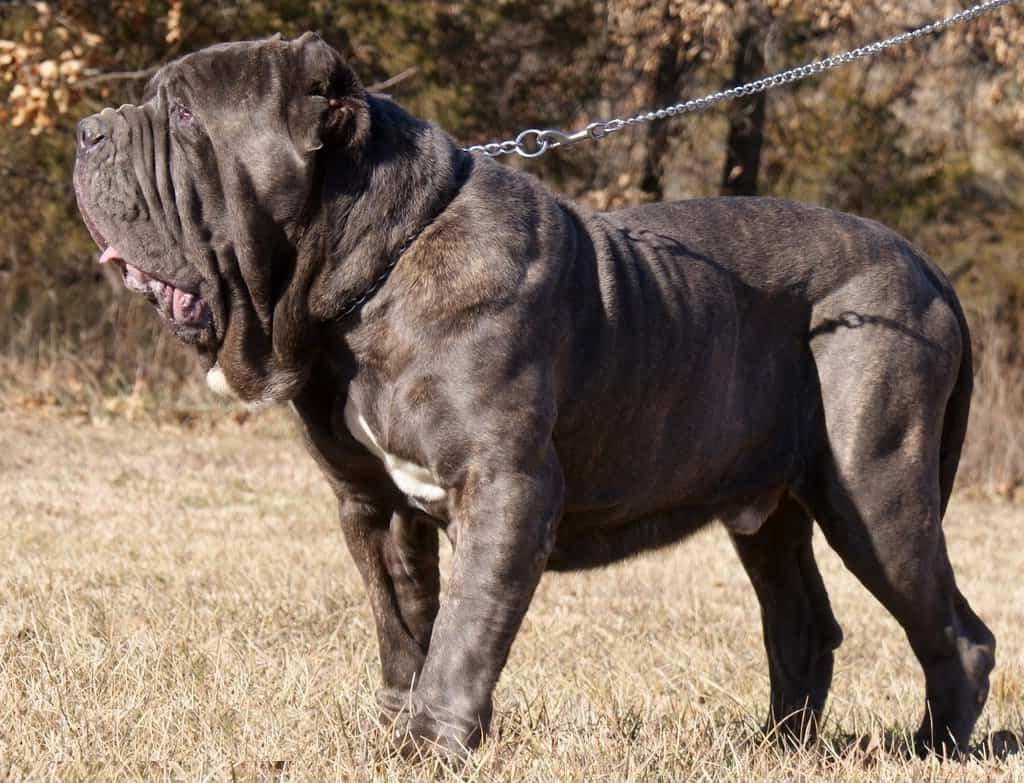 Топ-10 самых сильных собак в мире – pet-mir.ru