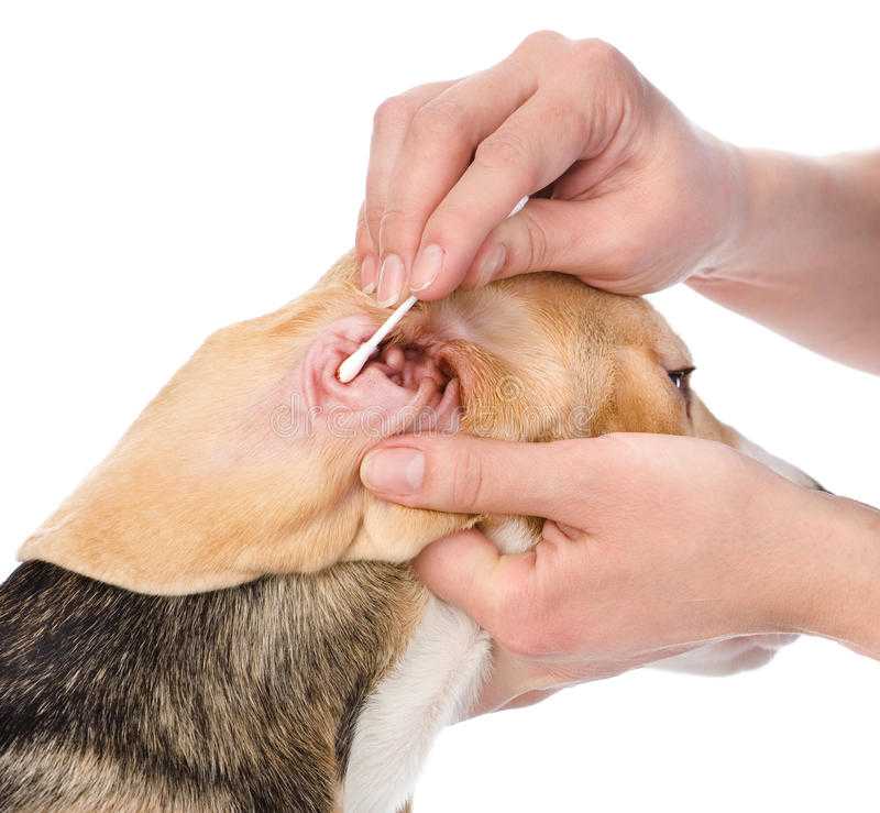 У собаки болит ухо, трясет головой: чем лечить проблему в домашних условиях | beauty-line14a.ru