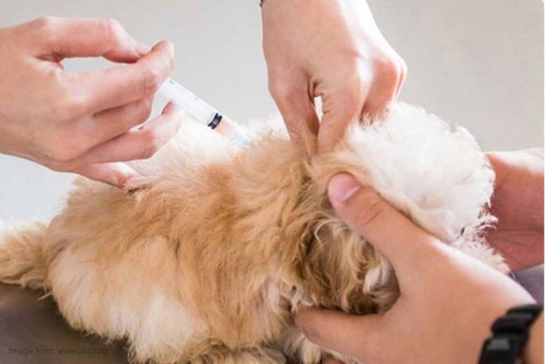 Как правильно делать прививку собаке: основные этапы