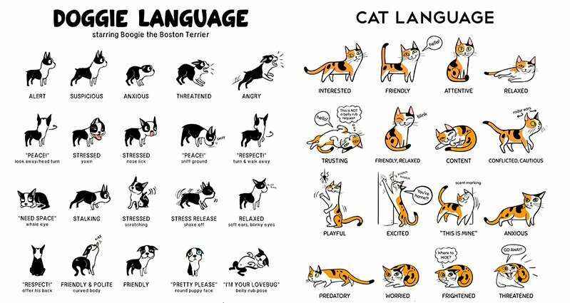 Кошачий язык: разговорник, как общаются коты между собой