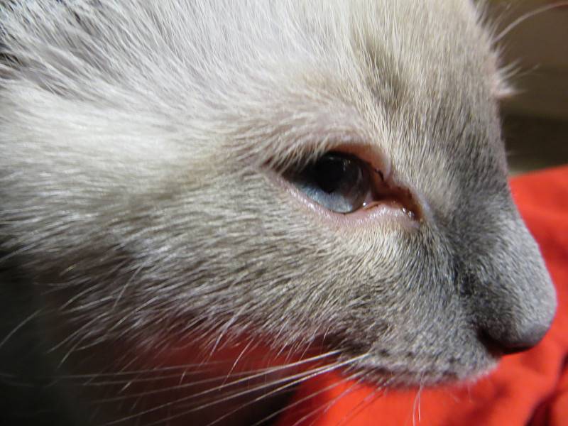 Выделения из глаз у кошки - симптомы, причины, лечение