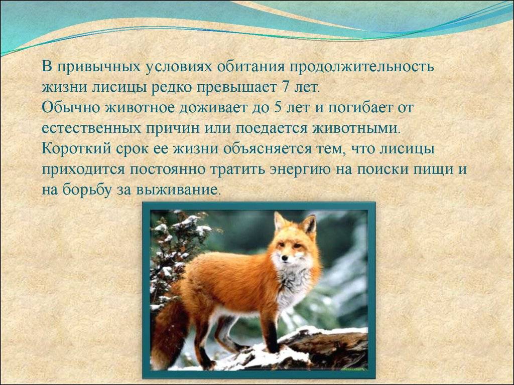 Приспособление лисы к жизни. Описание лисы. Доклад о лисе. Доклад о лисах. Описание рыжей лисы.