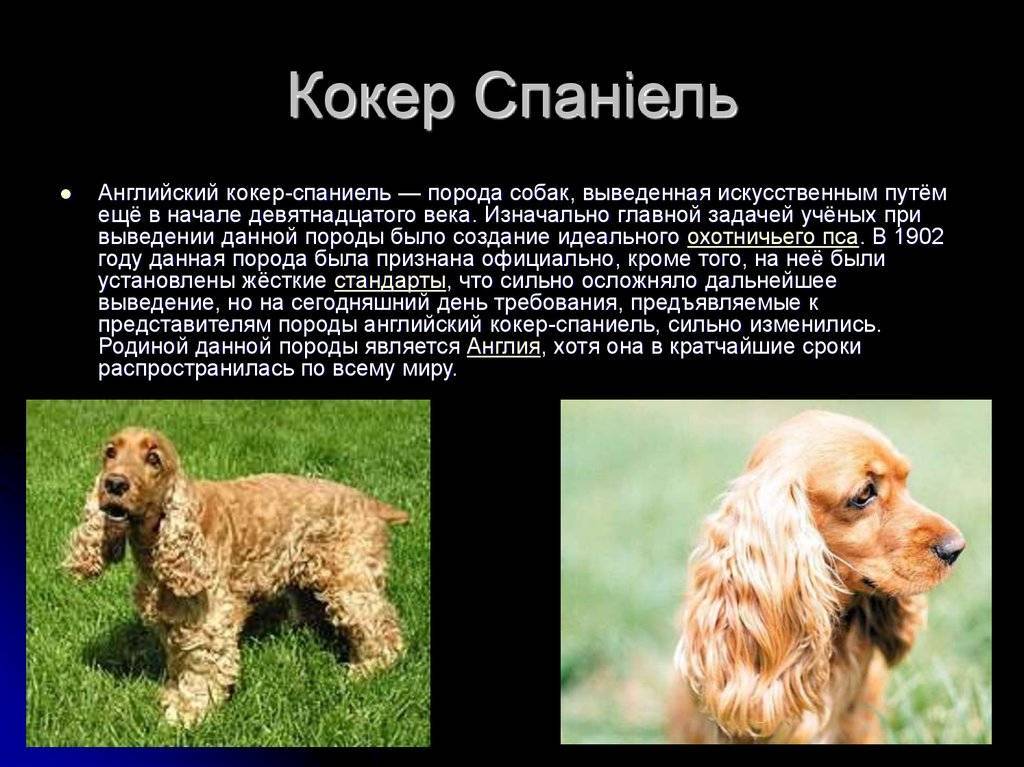 Американский кокер-спаниель: описание породы, характеристика собаки, различия, уход и содержание