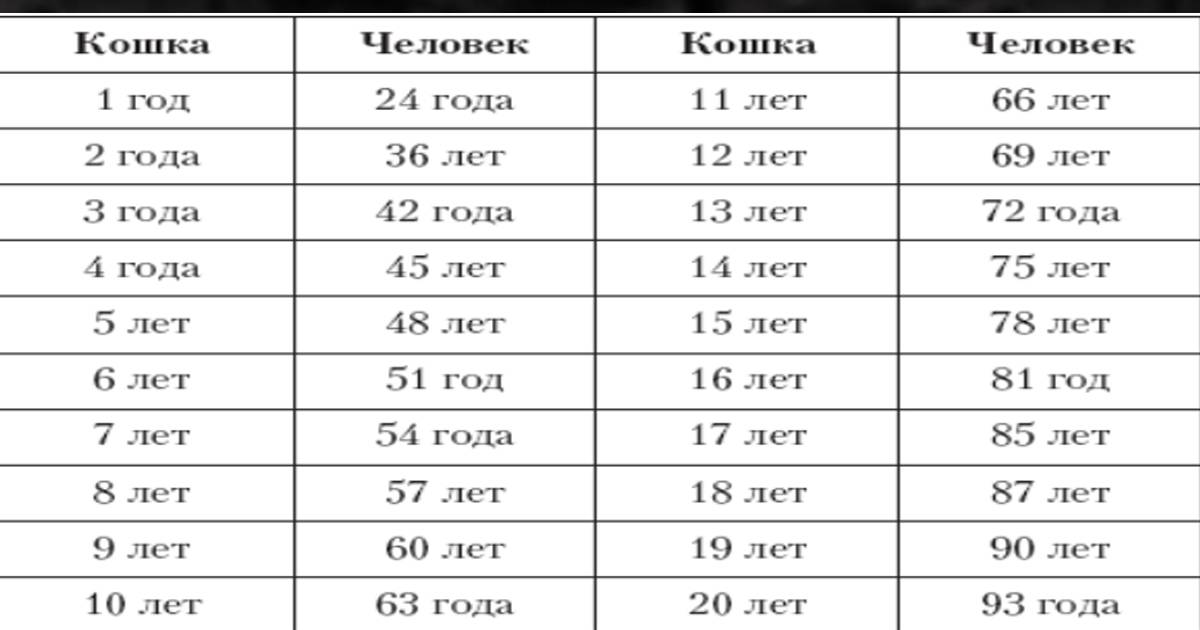 Узнаем возраст кошки по человеческим меркам: таблица соотношения лет