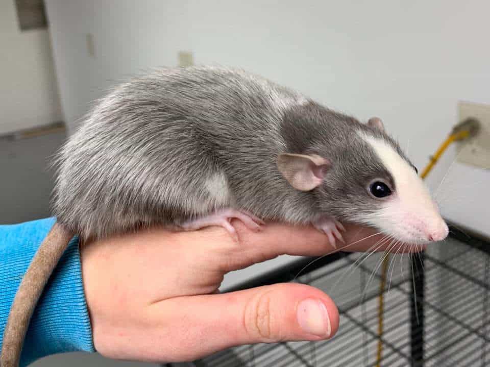 Декоративная крыса породы хаски: описание разновидности с фотографиями