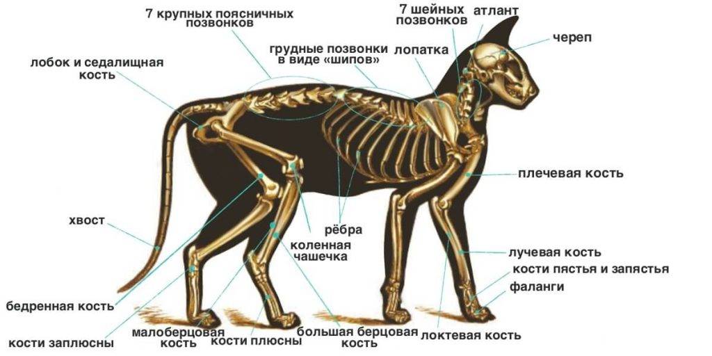 Как устроен скелет кошки