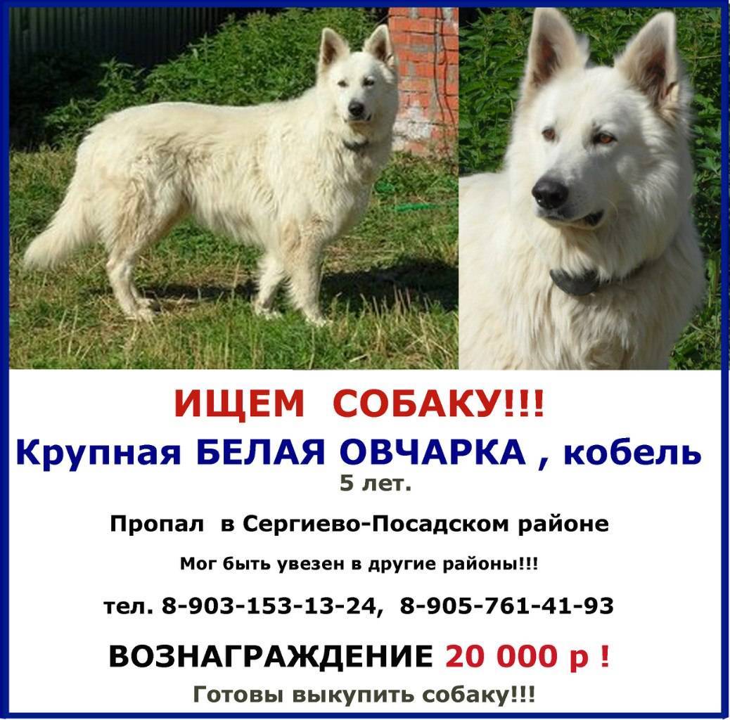 Белый померанский шпиц - описание породы, характер маленького щпица белого цвета