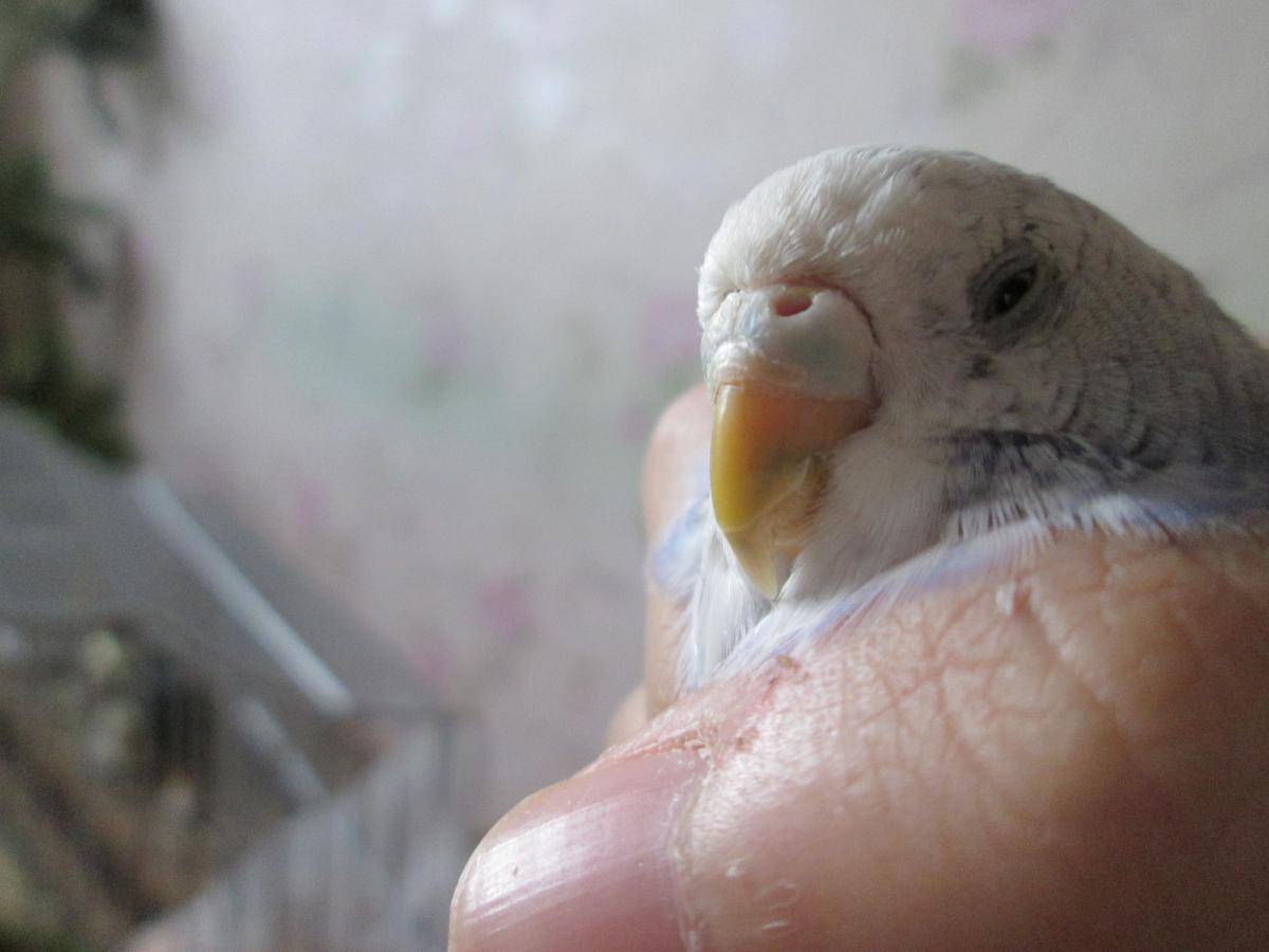 Причины и методы лечения расслоения клюва у попугаев