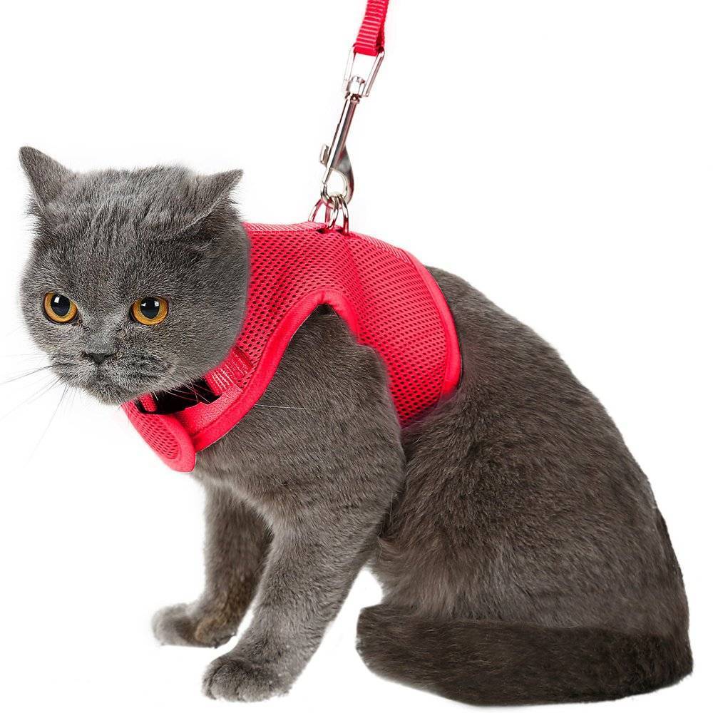 Как одеть ошейник на кошку для прогулки пошаговое фото