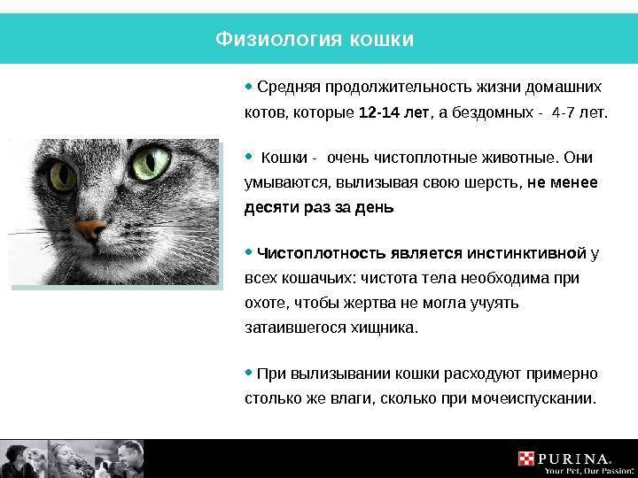 Кошачья символика: роль кошки в духовном мире
