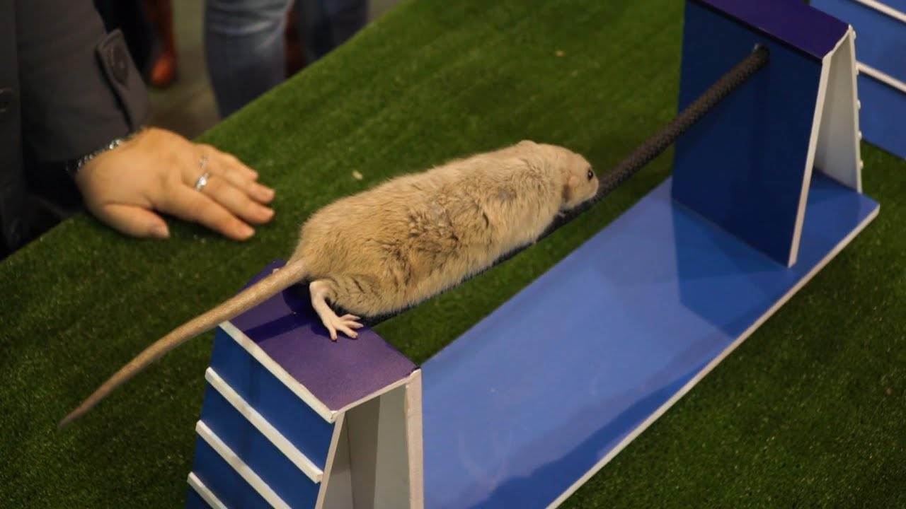 Дрессировка домашних крыс: с чего начать, как приучить к имени и научить трюкам