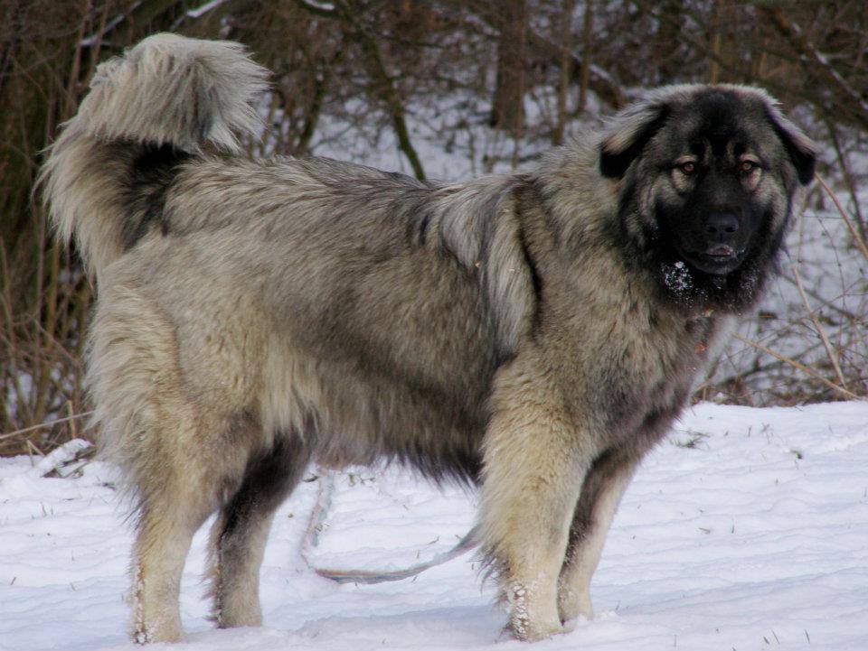 Эштрельская овчарка: стандарт породы, внешний вид португальской собаки с фото, содержание и уход