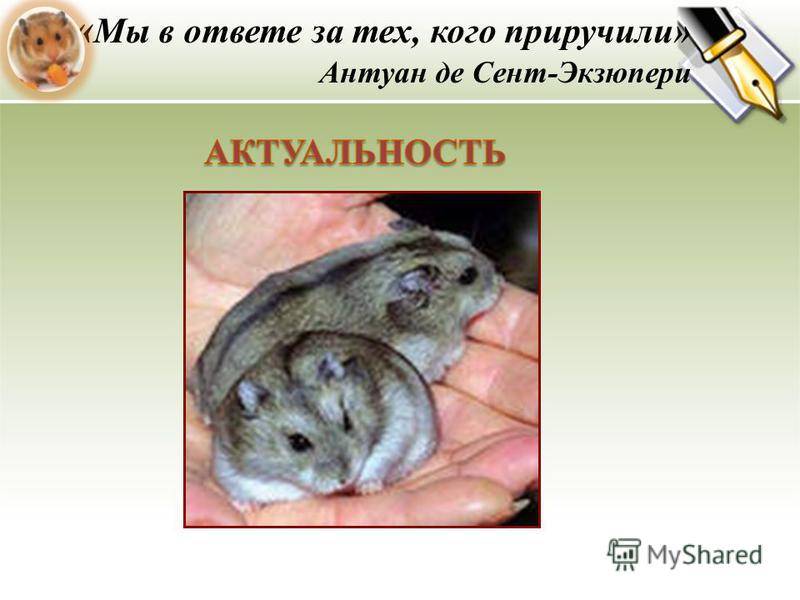 Хомяк