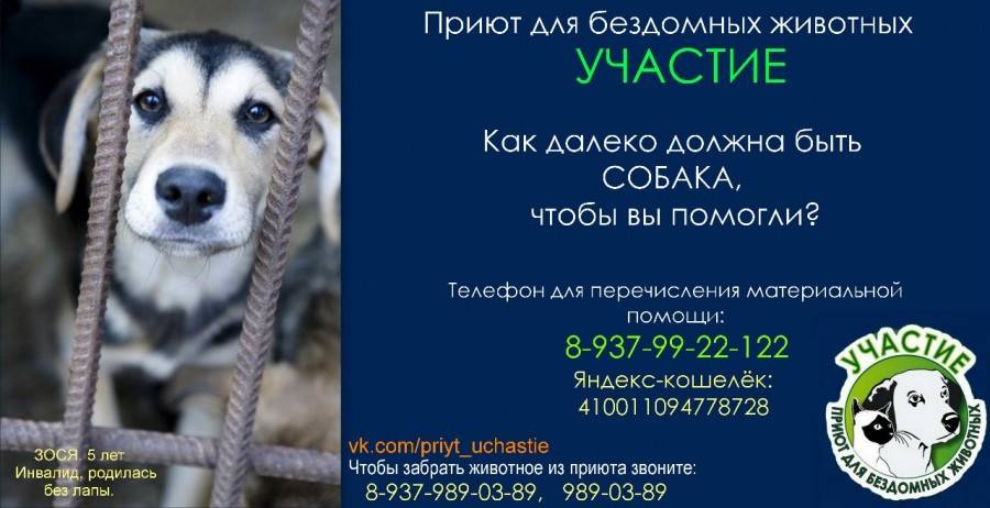 Что делать, если нашел бездомное животное?