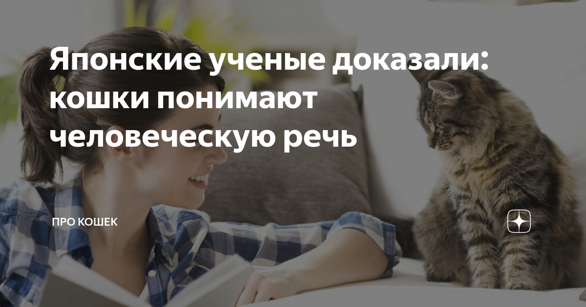 Понимают ли кошки человеческую речь: интересные факты | звери дома