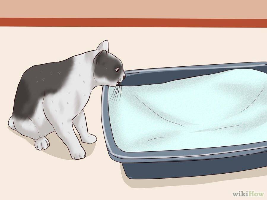 Почему кошка не ходит в лоток – причины и их решения
