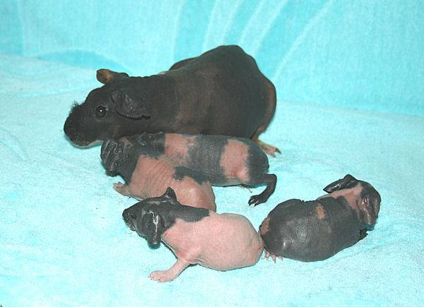Беременная морская свинка: как определить, сколько ходит, когда начинаются роды, как рожает