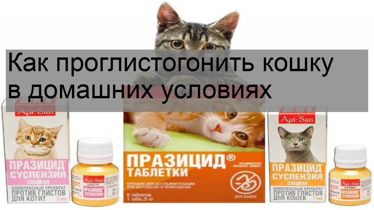 Глисты у кормящей кошки: что делать, можно ли глистогонить
