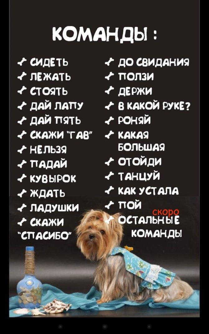Список команд для собак: обучаем собаку командам