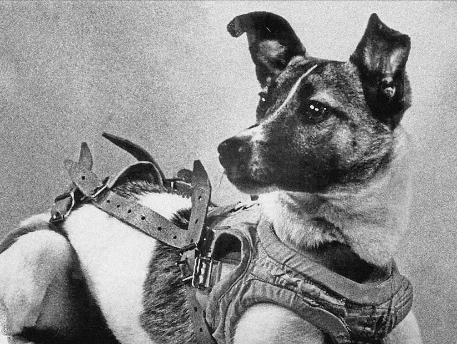 Белка и стрелка – первые собаки в космосе: подготовка, полет, итог