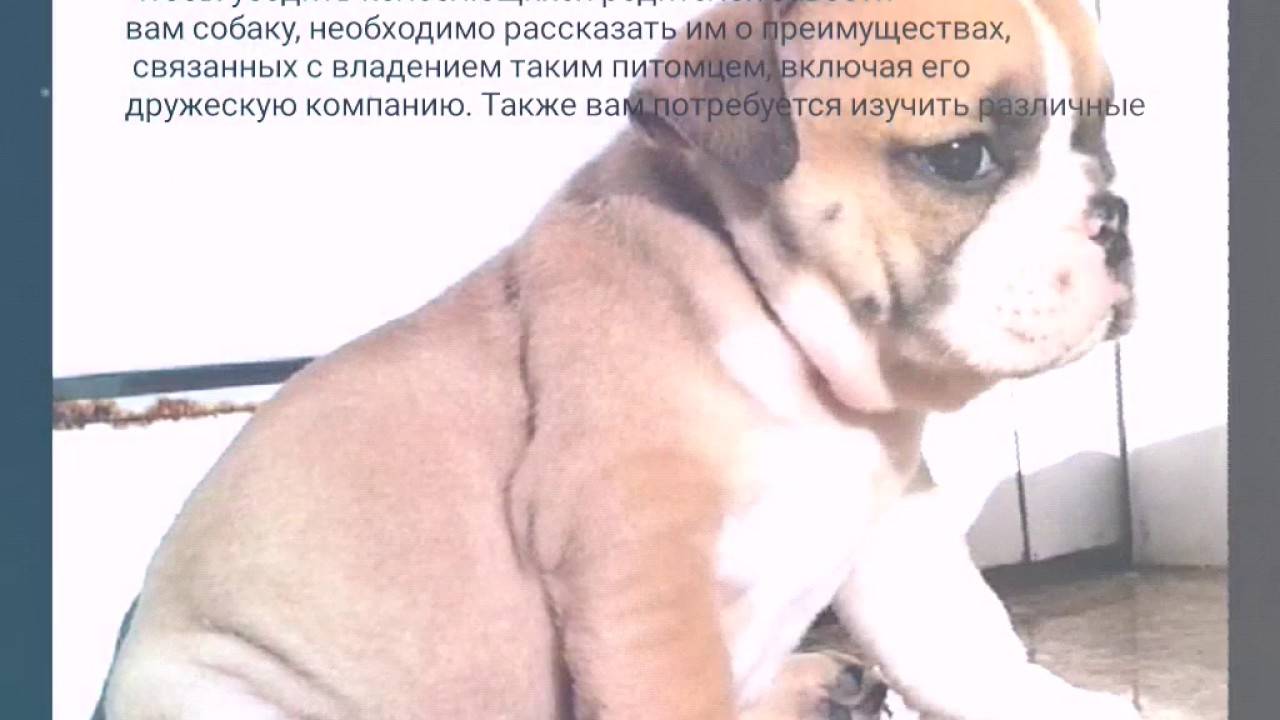 Как уговорить родителей завести собаку или кошку?