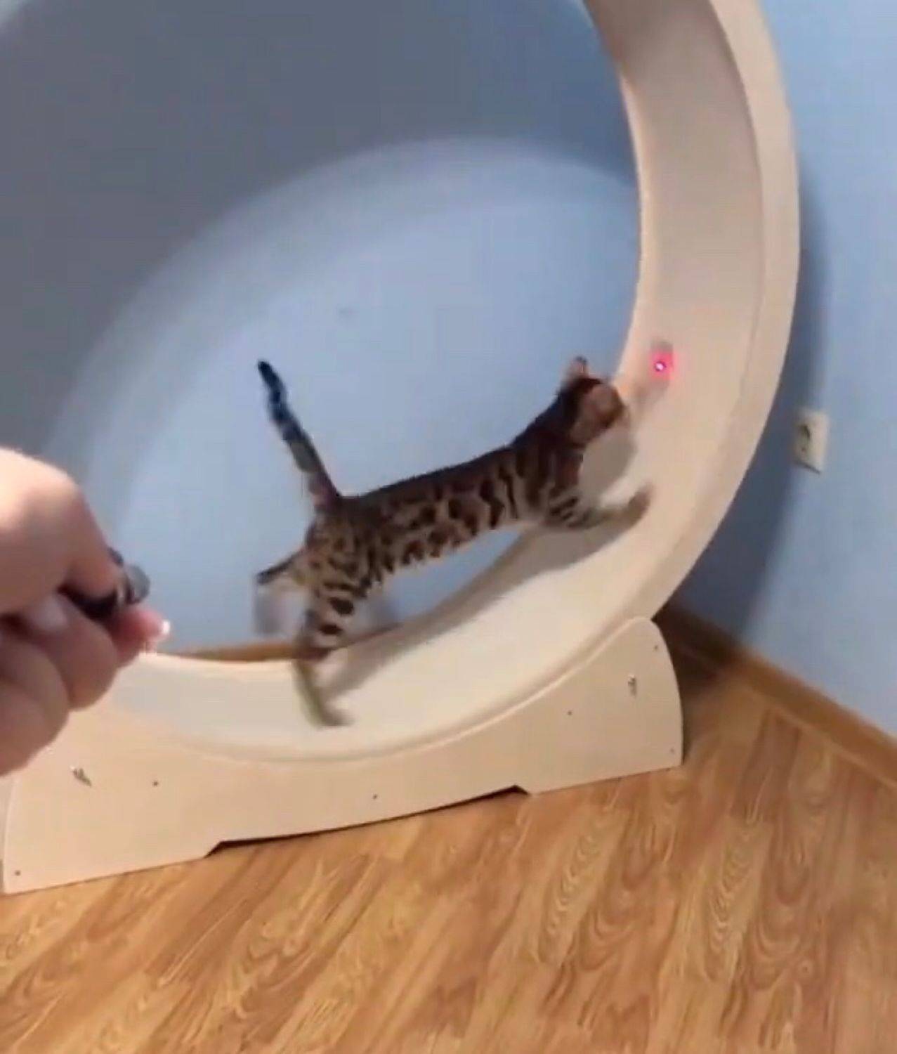 Беговое колесо для кошек: как сделать своими руками