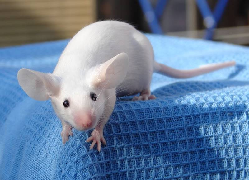 Мыши, корм для домашних питомцев и сколько они живут